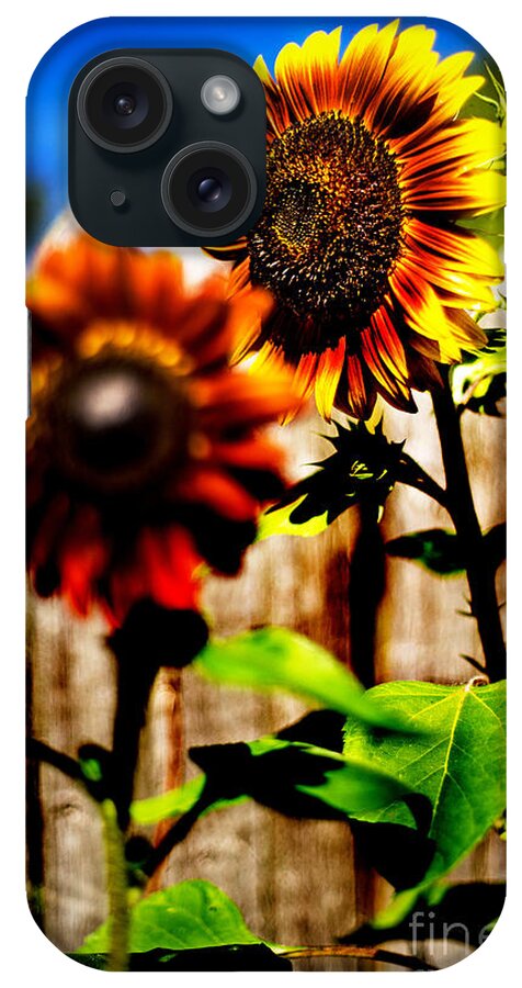 Sun Flowers iPhone Case featuring the photograph Sun Flowers by Randall Cogle