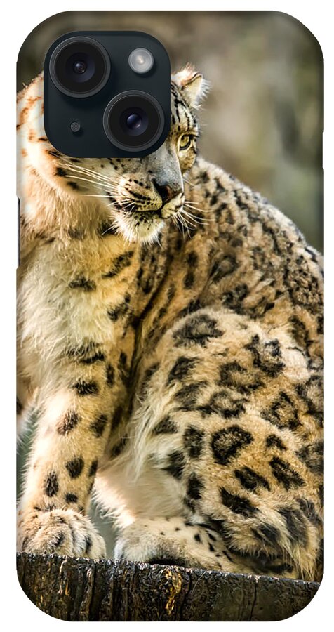 Snow iPhone Case featuring the photograph Sun Leopard Portrait by Chris Boulton