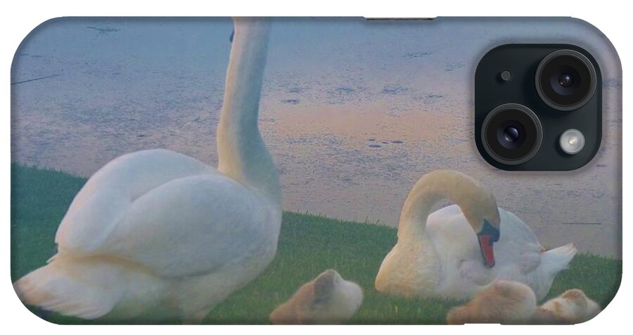Animals iPhone Case featuring the photograph Sun Setting on Swan Family by Jeanette Oberholtzer