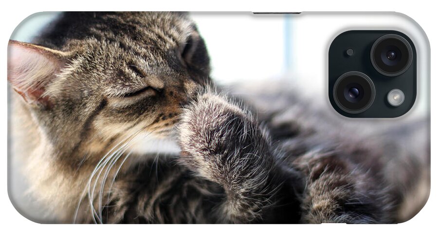 Cat iPhone Case featuring the photograph Sunbathing by Todd Blanchard