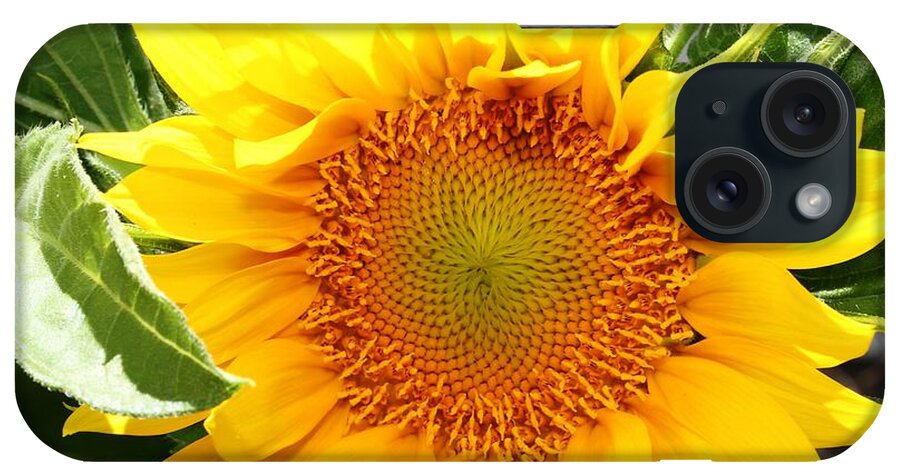 Sunflower iPhone Case featuring the photograph Sunburst Of Yellow by Judy Palkimas