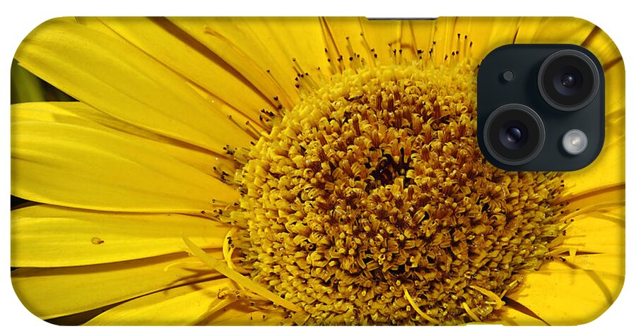 Flower iPhone Case featuring the photograph Sunburst by Phyllis Denton