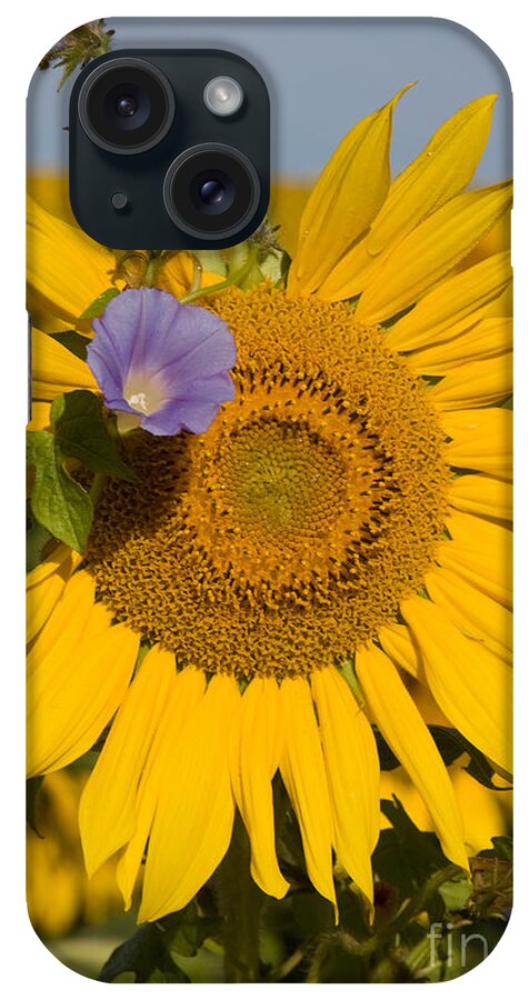 Sunflower iPhone Case featuring the photograph Sunflower and Friend by Chris Scroggins
