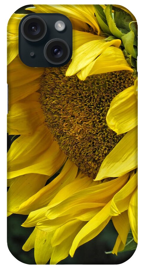 Flower iPhone Case featuring the photograph Sunflower by Ann Bridges