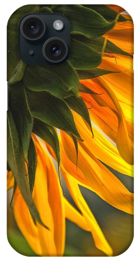 Flower iPhone Case featuring the photograph Sunflower Farm 1 by Kathleen K Parker
