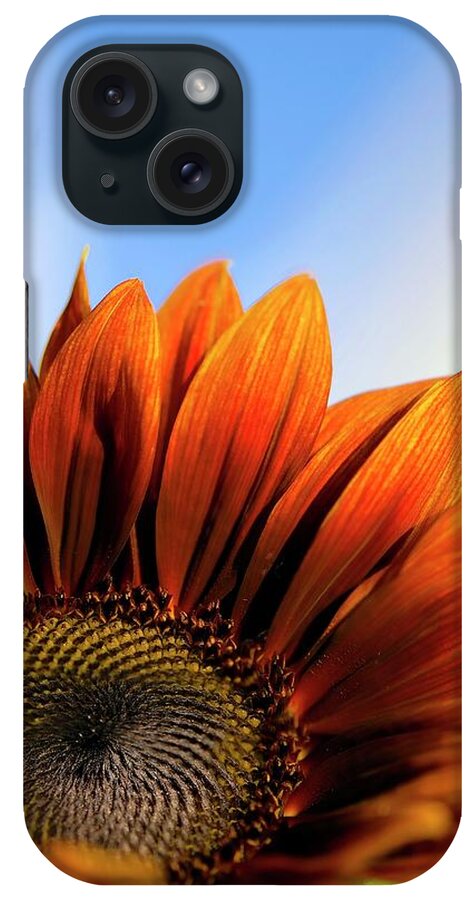 July iPhone Case featuring the photograph Sunflower (helianthus Annuus) by Maria Mosolova/science Photo Library