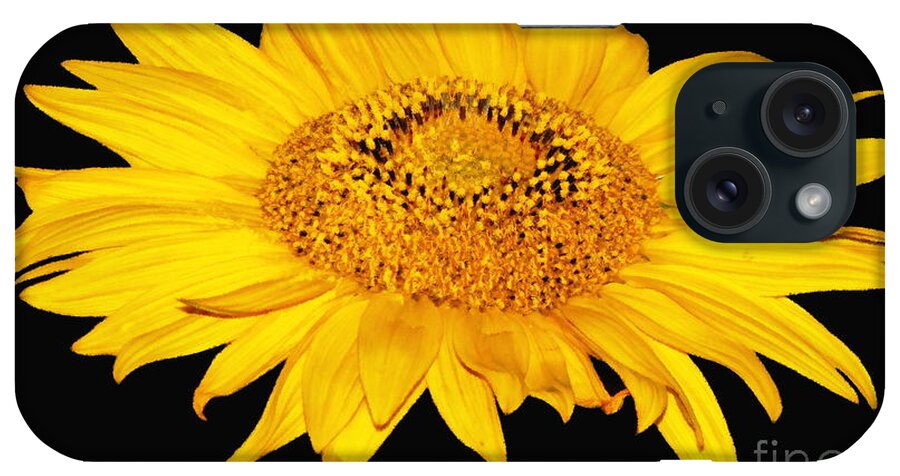 Sunflowers iPhone Case featuring the photograph Sunflower on Black with Oil Painting Effect by Rose Santuci-Sofranko