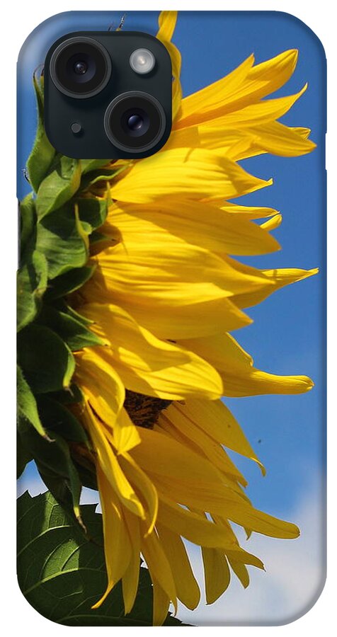 Sunflower iPhone Case featuring the photograph Sunflower Profile by Cathy Lindsey