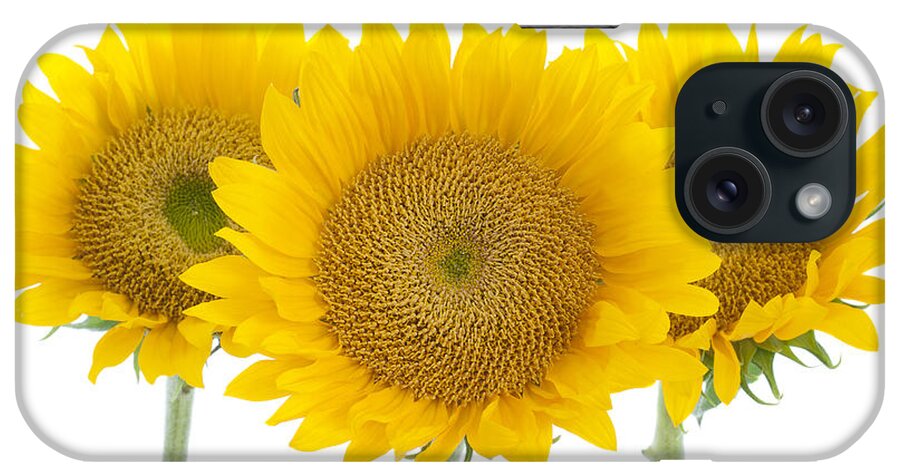 Sunflower iPhone Case featuring the photograph Sunflower Trio by Patty Colabuono