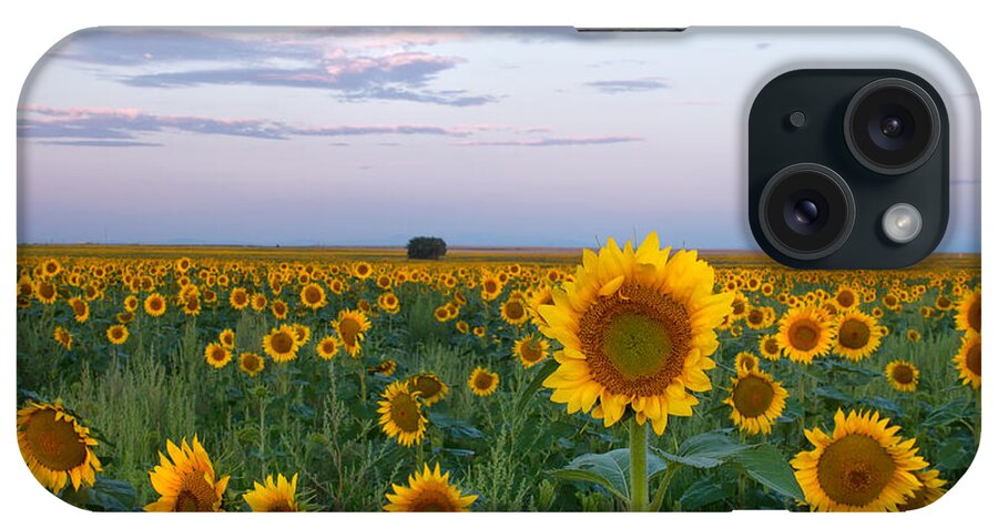 Sunflower iPhone Case featuring the photograph Sunflowers at Sunrise by Ronda Kimbrow