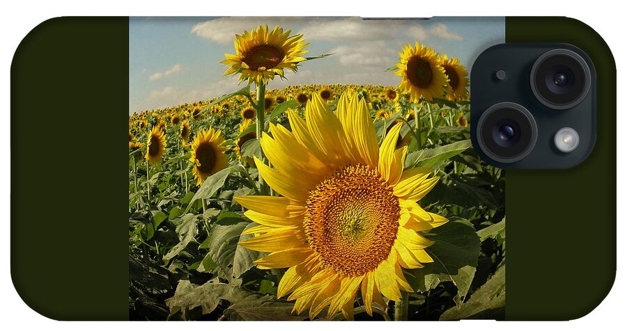 Grinter iPhone Case featuring the photograph Kansas Sunflowers by Chris Berry