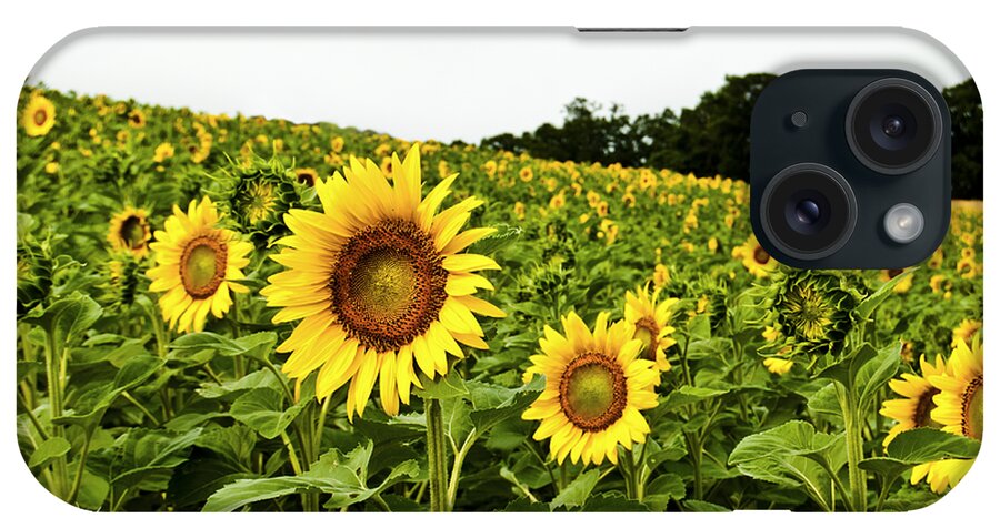 Bloom iPhone Case featuring the photograph Sunflowers on a Hill by Christi Kraft