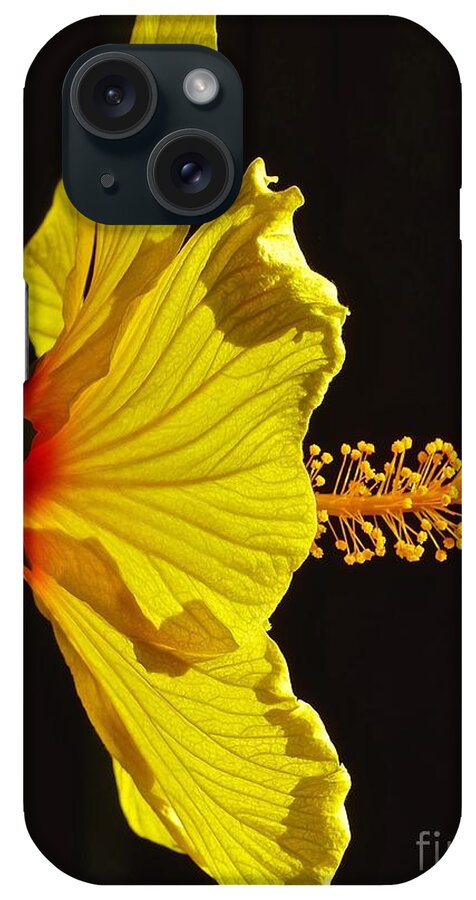 Hibiscus iPhone Case featuring the photograph Sunlit Hibiscus by Jean Wright