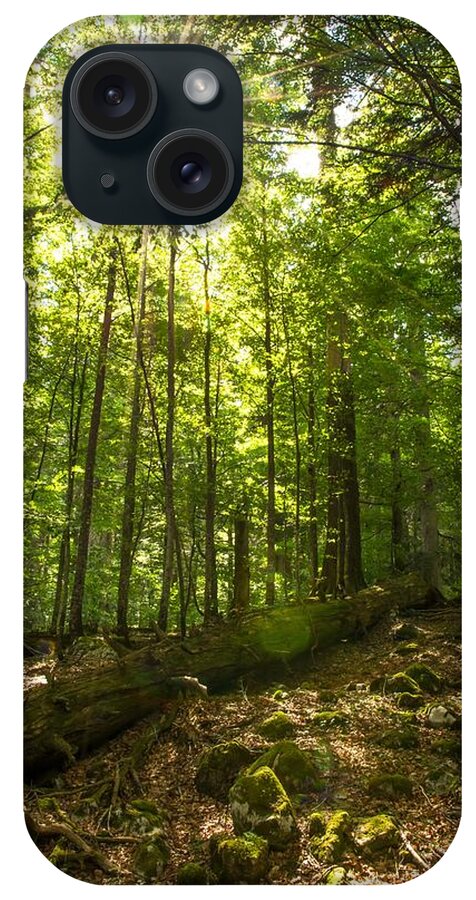Forest iPhone 15 Case featuring the photograph Sunlit Primeval Forest by Andreas Berthold