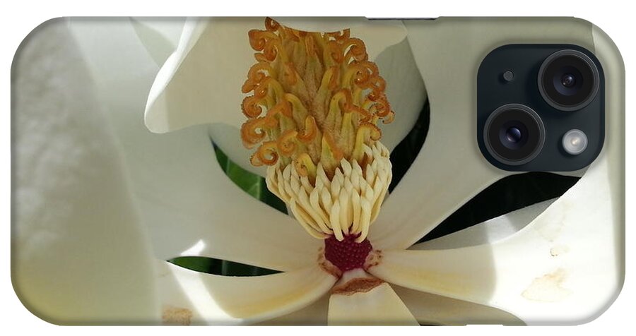 Magnolia iPhone Case featuring the photograph Sunny and Shy Magnolia by Caryl J Bohn