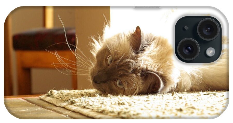 Cat iPhone Case featuring the photograph Sunny Jack by Cindy Johnston