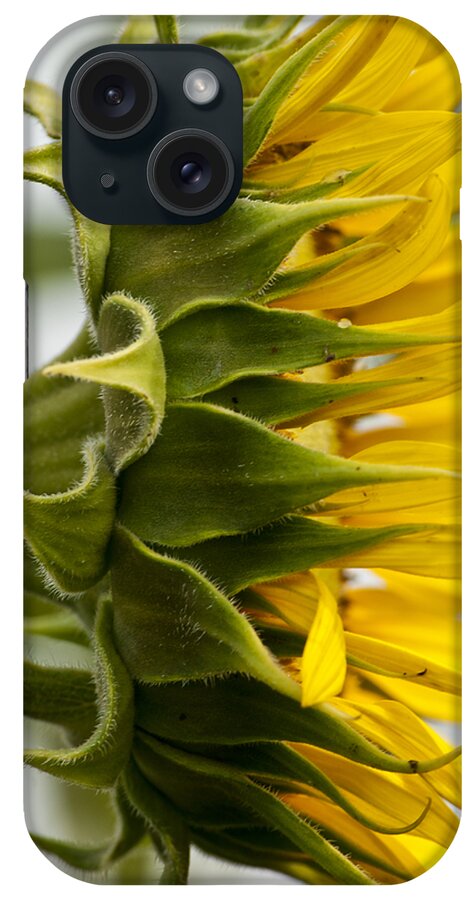 Bloom iPhone Case featuring the photograph Sunny Side by Christi Kraft