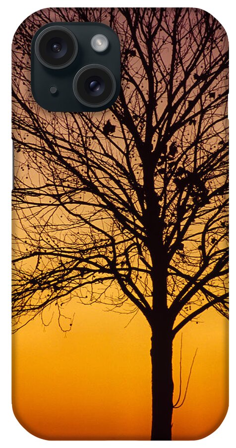 Florida iPhone Case featuring the photograph Sunset Tree by Stefan Mazzola