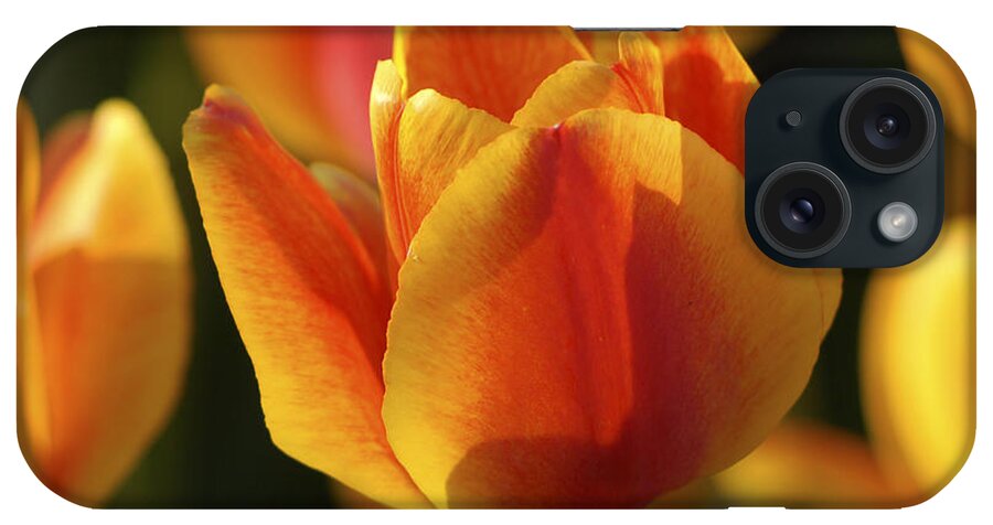 Tulip iPhone Case featuring the photograph Sunshine Tulips by Nancy De Flon