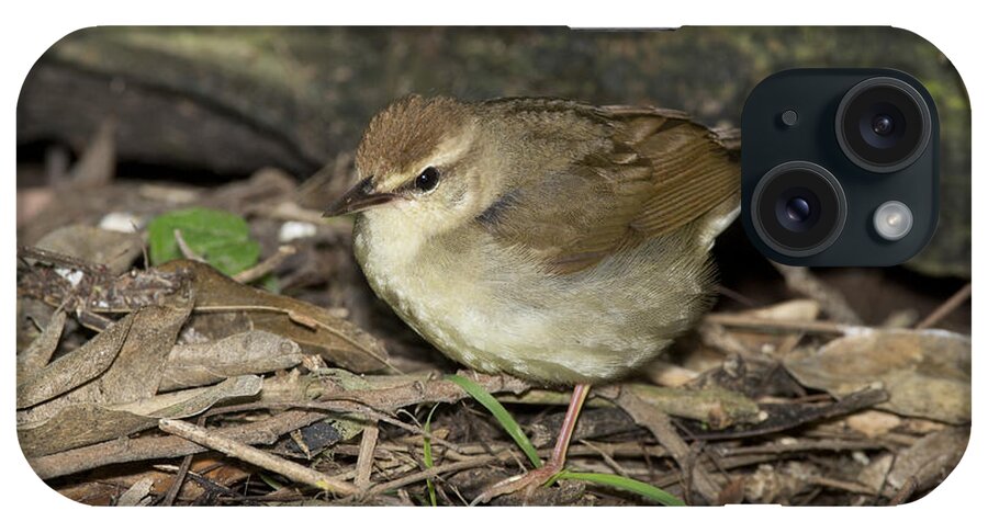 Swainson's Warbler iPhone Case featuring the photograph Swainsons Warbler by Anthony Mercieca