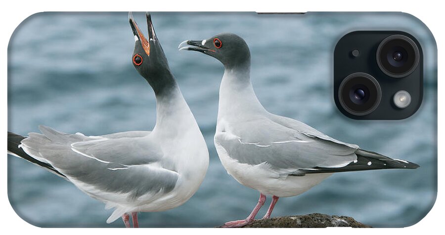 Feb0514 iPhone Case featuring the photograph Swallow-tailed Gulls Courting Galapagos by Kevin Schafer