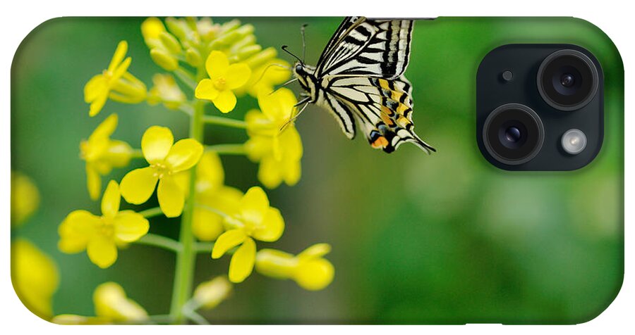 Insect iPhone Case featuring the photograph Swallowtail Butterfly by Myu-myu