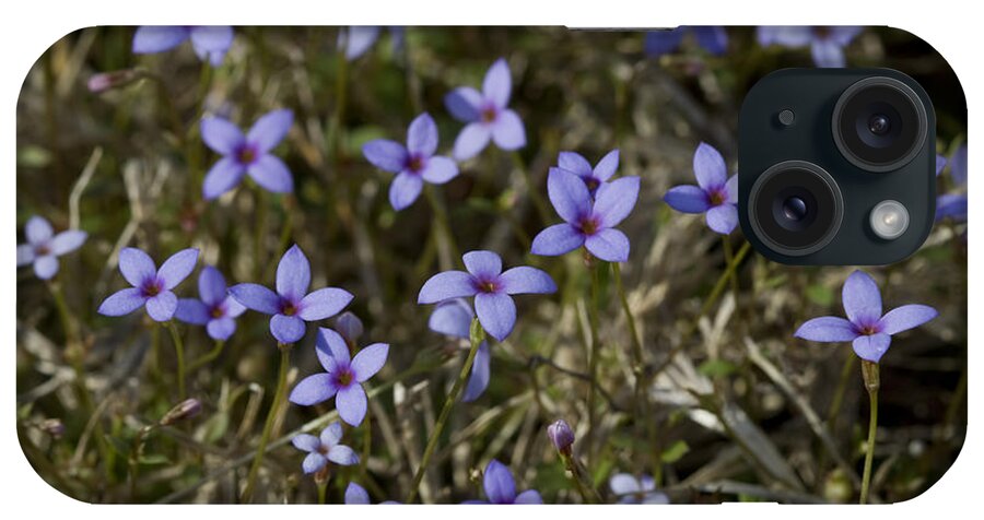 Bluet iPhone Case featuring the photograph Sweet Alabama Tiny Bluet Wildflowers by Kathy Clark