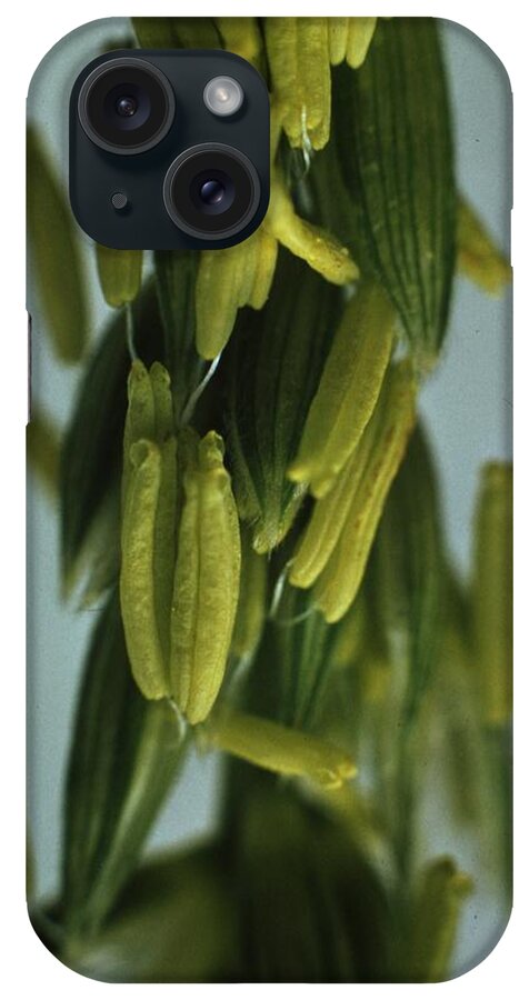 Retro Images Archive iPhone Case featuring the photograph Sweet Corn by Retro Images Archive