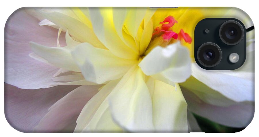 Peony iPhone Case featuring the photograph Sweet Peony by Cynthia Clark