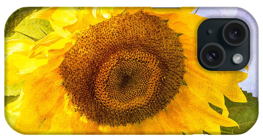 Sunflower iPhone Case featuring the photograph Sweet Sunflower by Arlene Carmel