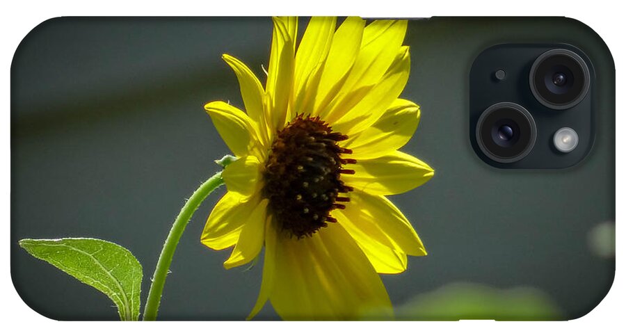 Yellow iPhone Case featuring the photograph Sweet Sunflower by Stacy Michelle Smith