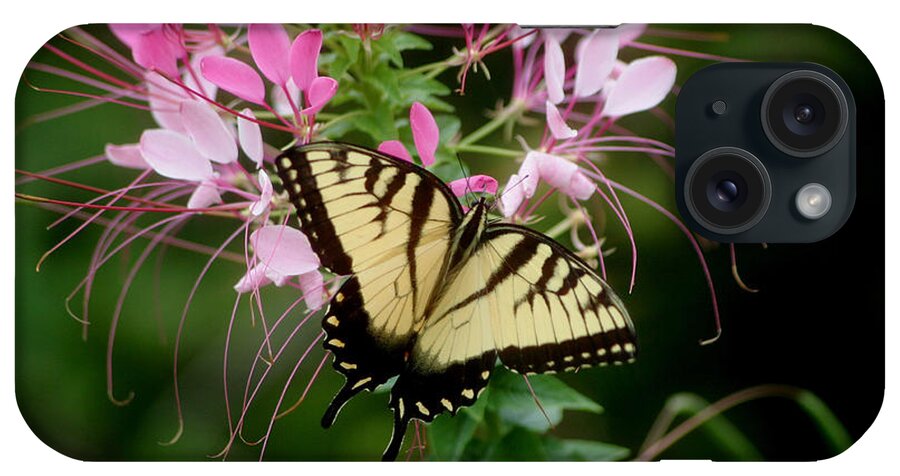 Butterfly iPhone Case featuring the photograph Sweet Swallowtail by Living Color Photography Lorraine Lynch