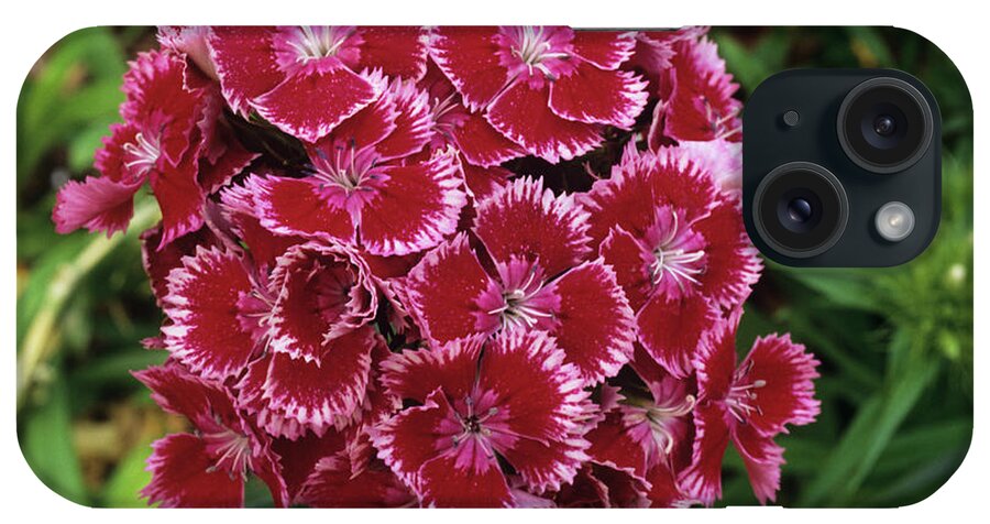 Dianthus Barbatus iPhone Case featuring the photograph Sweet William (dianthus Barbatus) by Sally Mccrae Kuyper/science Photo Library