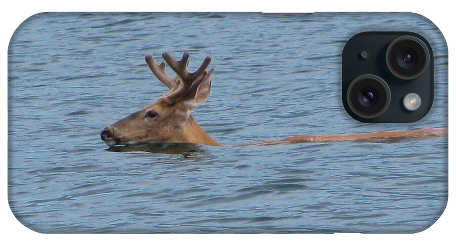 Deer iPhone Case featuring the photograph Swimming Deer by Leone Lund