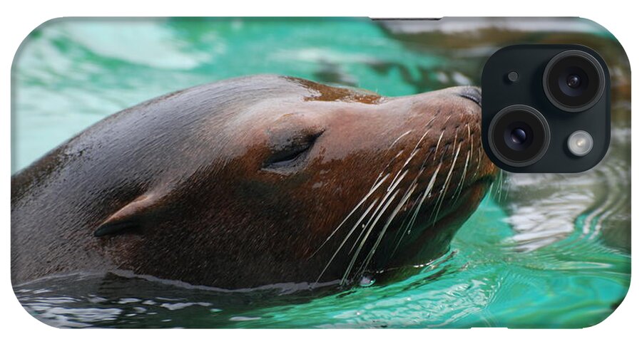 Sea Lion iPhone Case featuring the photograph Swimming Sea Lion by DejaVu Designs