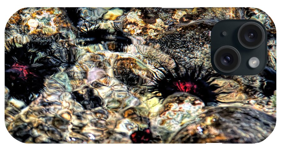 Sea Urchins iPhone Case featuring the photograph Swirling Sea Urchins by Lucy VanSwearingen