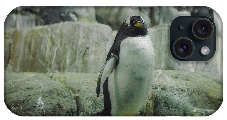 Penquins iPhone Case featuring the photograph Table for four by John Schneider
