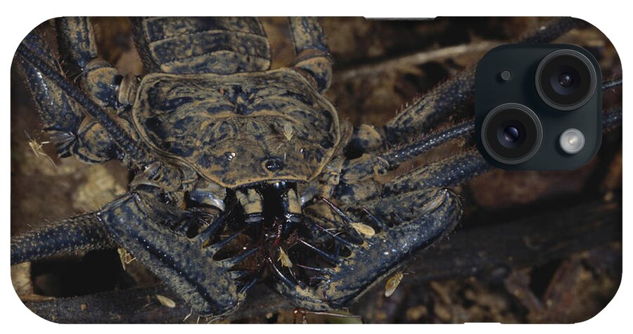 Amblypygid iPhone Case featuring the photograph Tailless Whipscorpion by Gregory G. Dimijian, M.D.