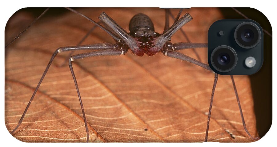 Amblypygi iPhone Case featuring the photograph Tailless Whipscorpion by Simon D. Pollard