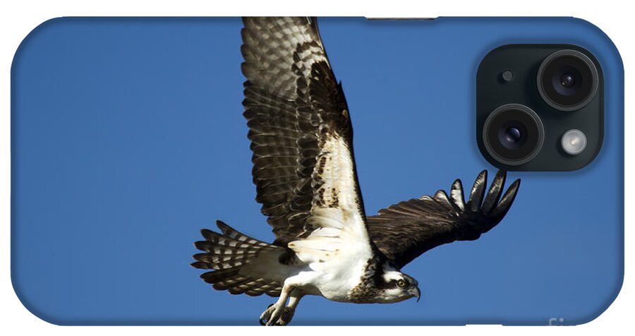Osprey iPhone Case featuring the photograph Osprey Take Flight by Michael Dawson