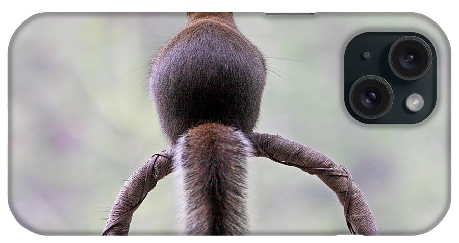 Squirrels iPhone Case featuring the photograph Talk to the Tail by Peggy Collins