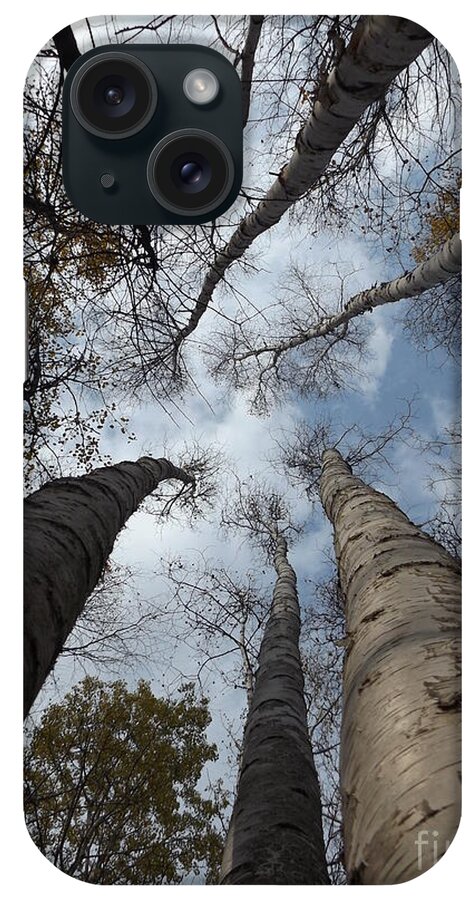 Nature Birch Tree Woods Fall Autumn Outside Trees iPhone Case featuring the photograph Tall Birch Circle by Erick Schmidt