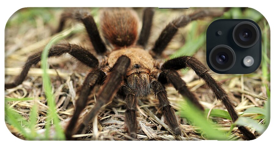 Spider iPhone Case featuring the photograph Tarantula by Karen Slagle
