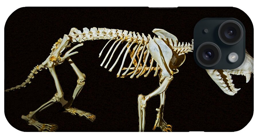 Anatomy iPhone Case featuring the photograph Tasmanian Devil Skeleton by Millard H. Sharp
