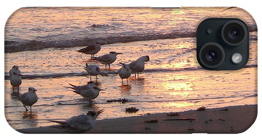 Beach Prints iPhone Case featuring the photograph Terns At Sunrise 10-12-14 Julianne Felton by Julianne Felton