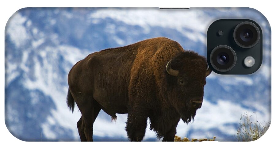 Bison iPhone Case featuring the photograph Teton Bison by Mark Kiver