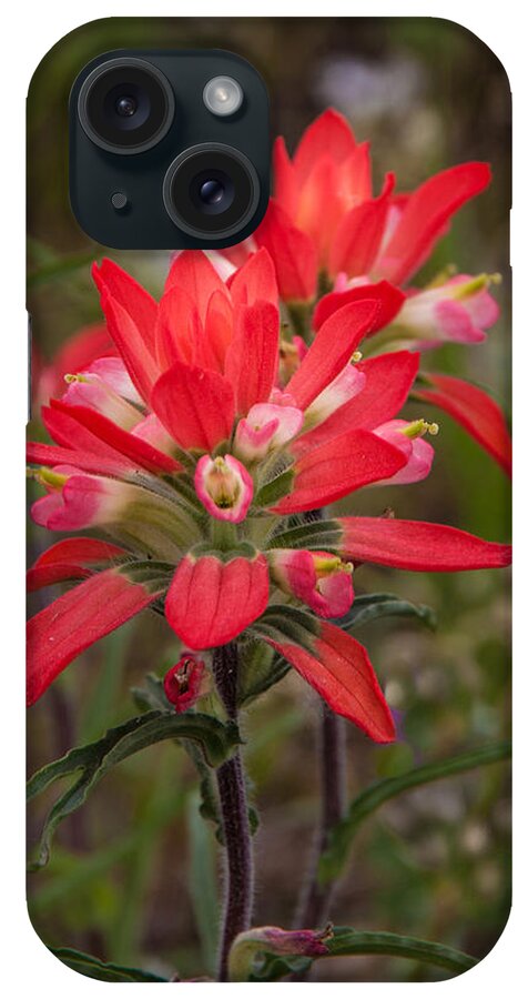 Wildflower iPhone Case featuring the photograph Texas Wildflower by James Woody