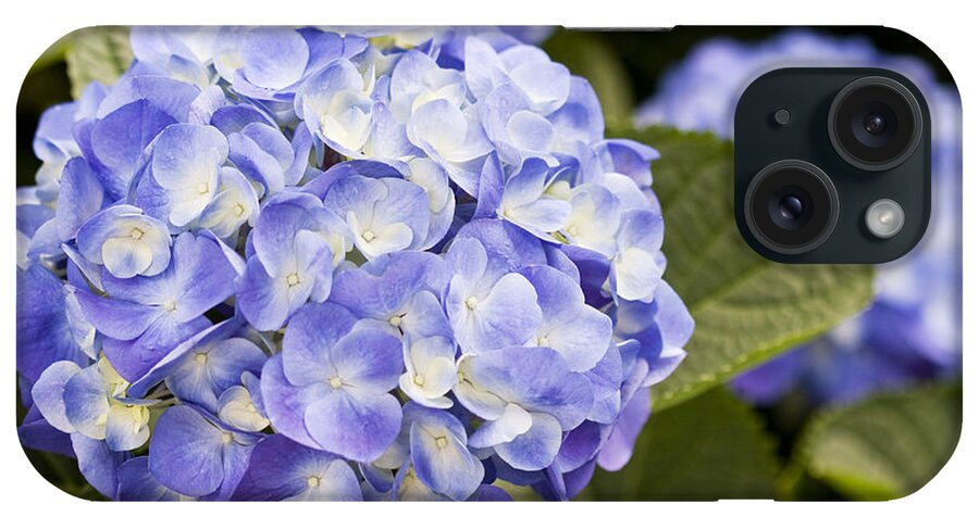 Hydrangea iPhone Case featuring the photograph Thankful by Patty Colabuono