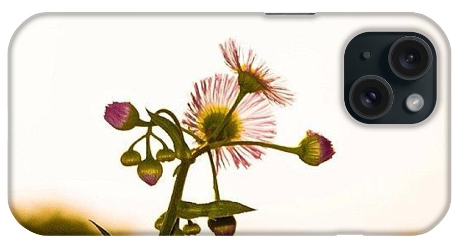  iPhone Case featuring the photograph The Beauty Of A Weed by Julianna Rivera-Perruccio