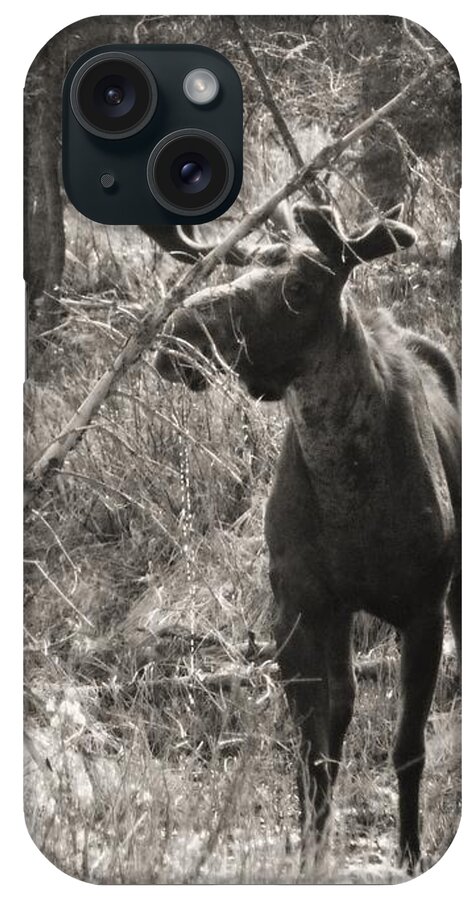 Moose iPhone Case featuring the photograph The Big Dripper by Gigi Dequanne